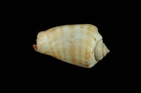 藏品(紅嬌鳳凰螺)的圖片